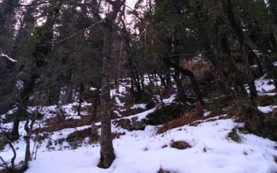 A trail covered in snow winding through a dense Deodar and Pine forest
